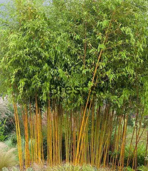 Phyllostachys aureosulcata Aureocaulis